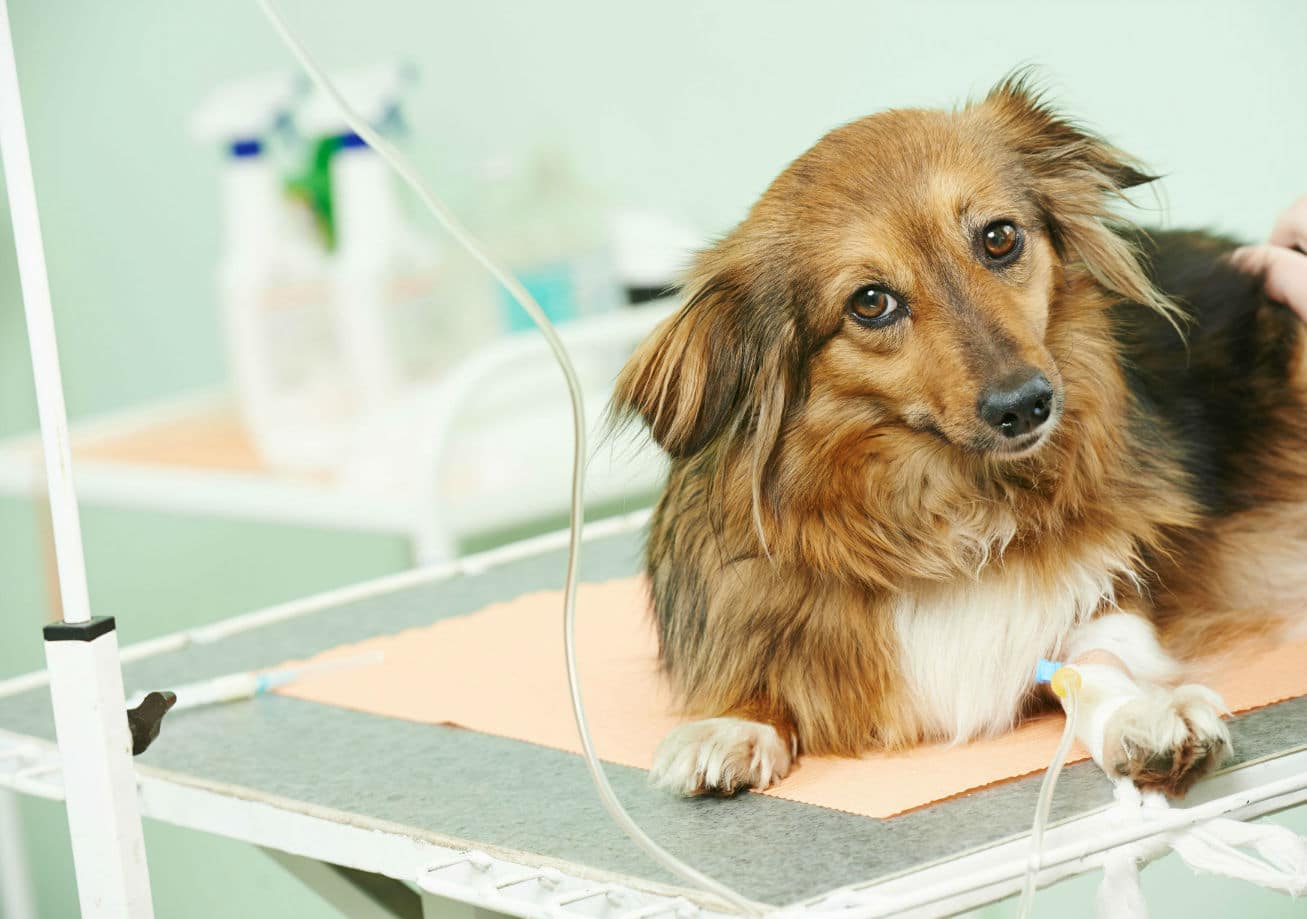 The Ultimate Guide to Pet Insurance