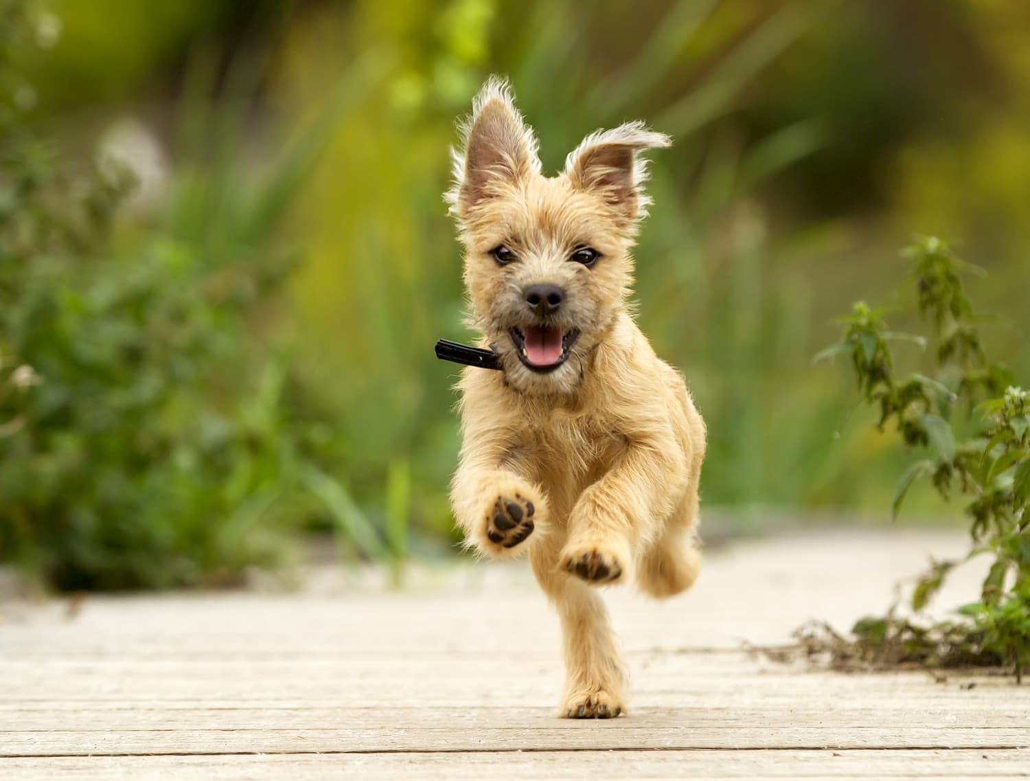 Cairn Terrier Puppy