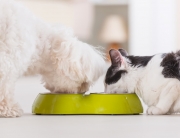 Dog and cat eating food from a bowl