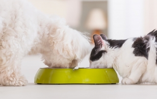 Dog and cat eating food from a bowl