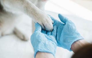 veterinarian in latex gloves examining dog paw