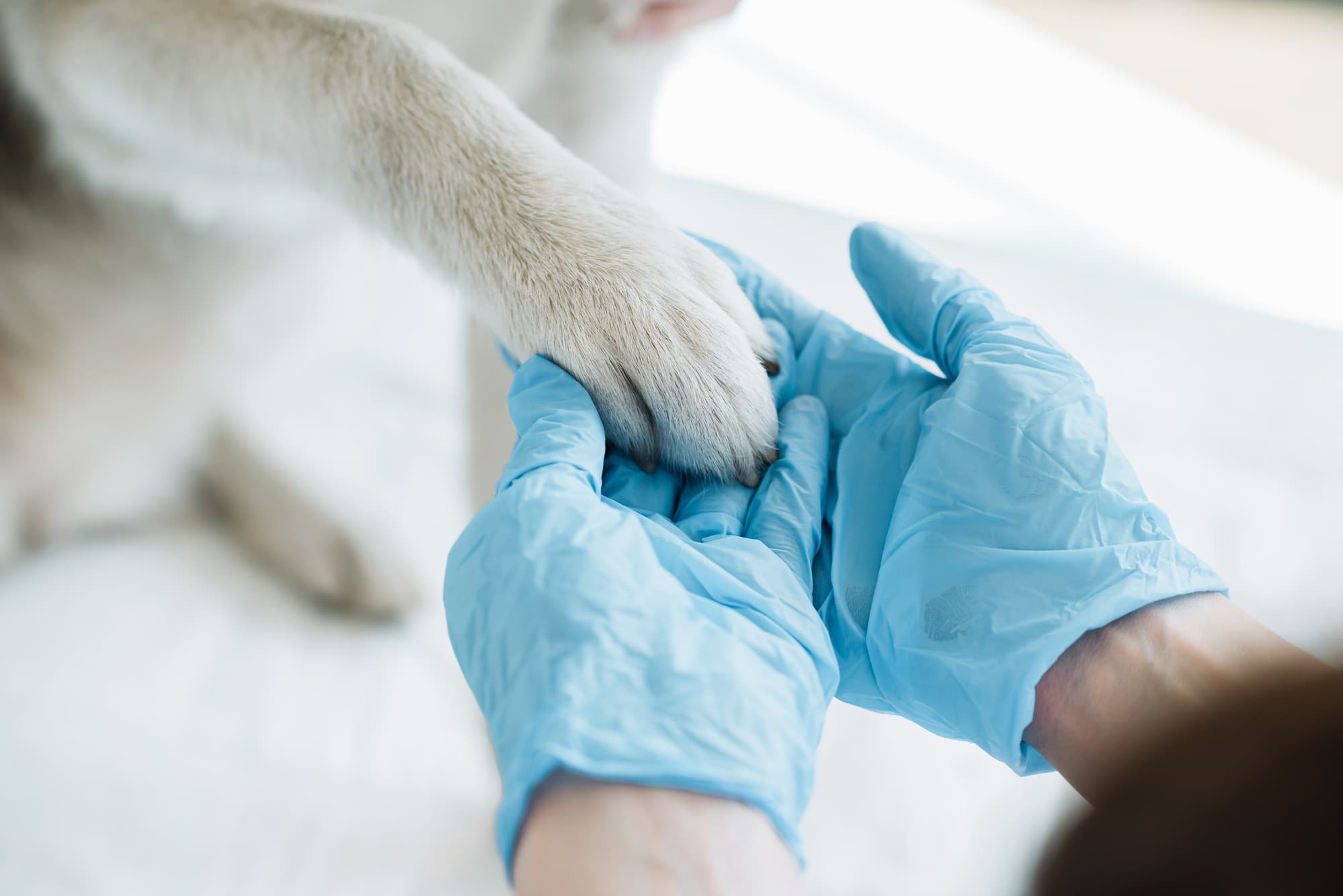 veterinarian in latex gloves examining dog paw