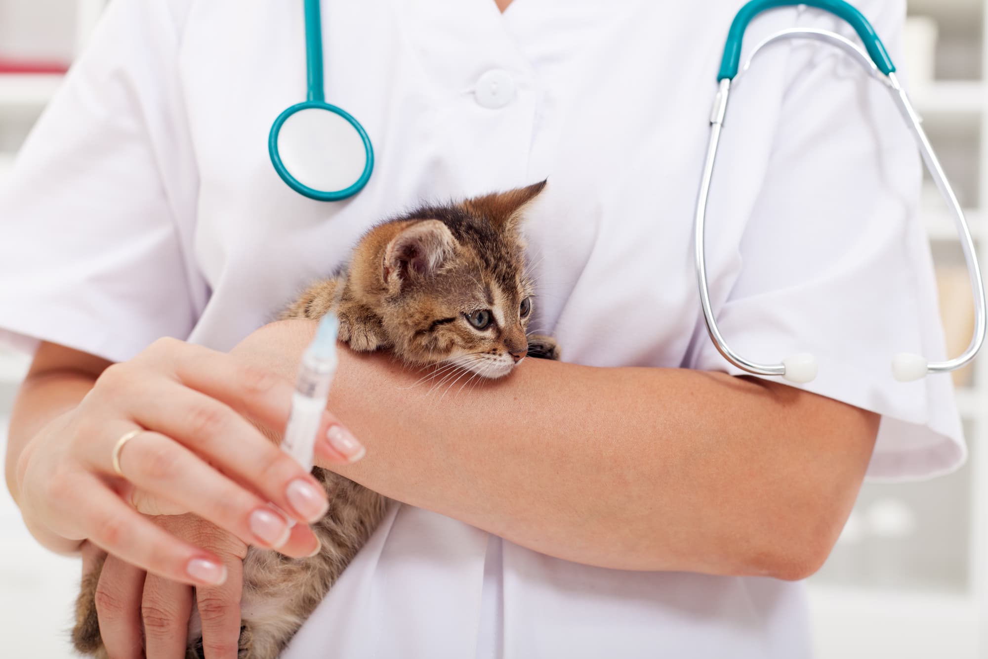 Veterinary care at Northcote Animal Hospital