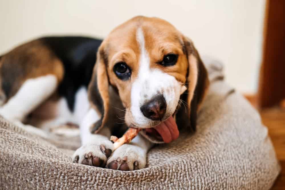 puppy chewing on stick