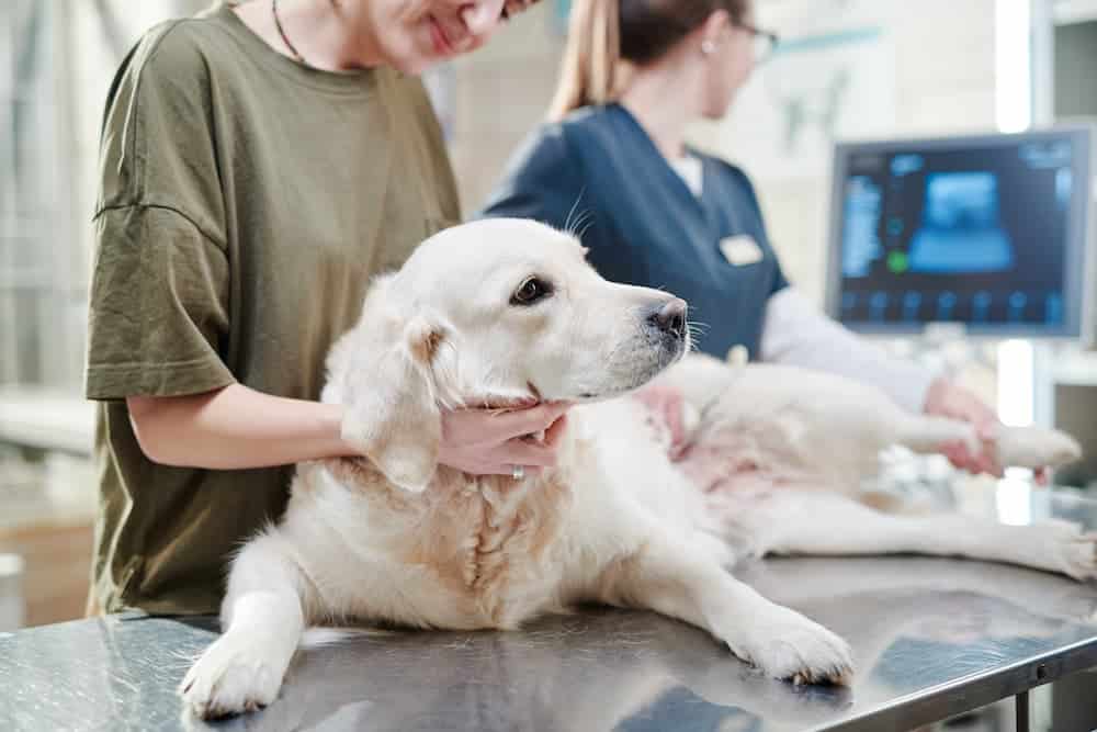 dog sick at vet