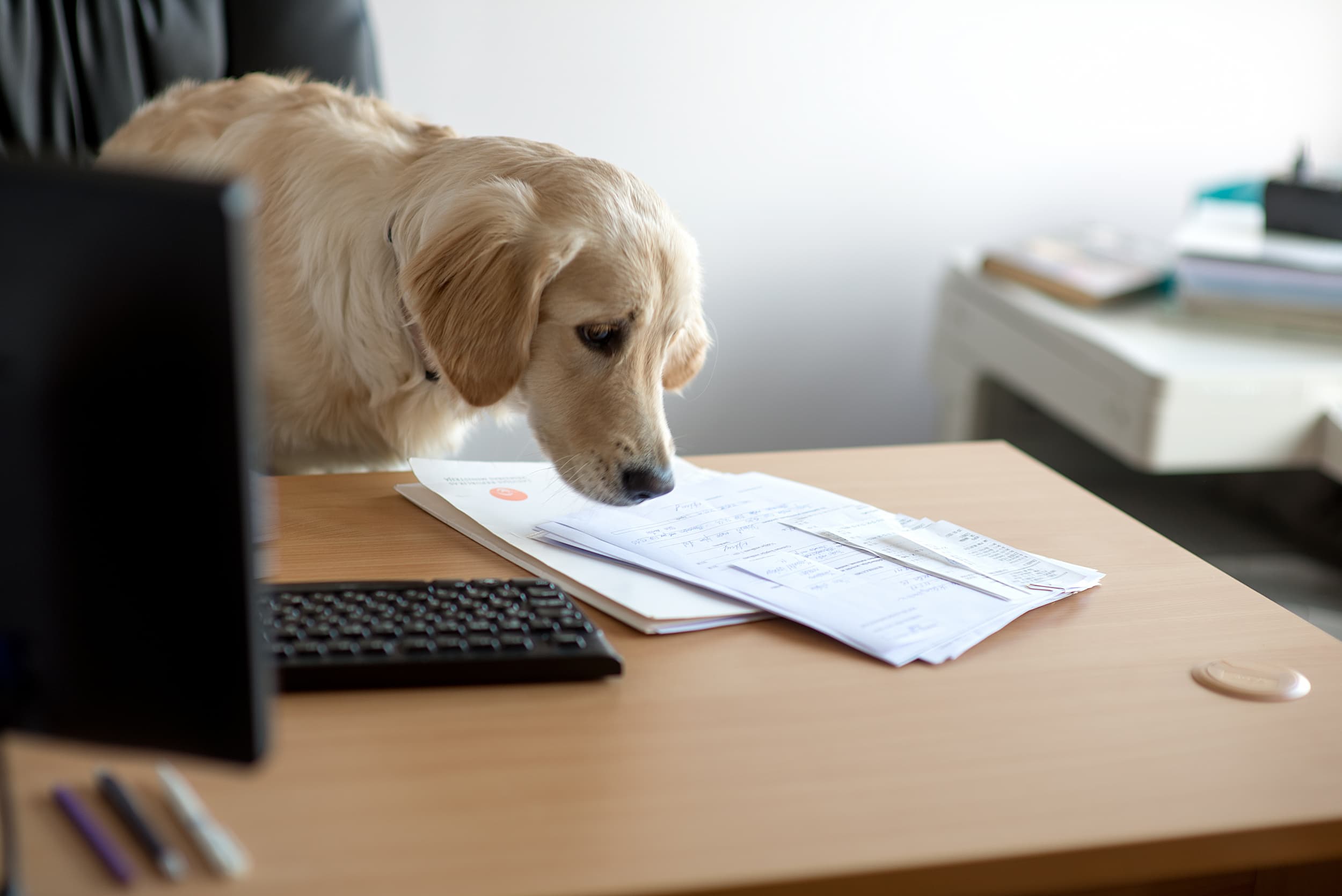 Golden retriever sniffing paperwork on office desk at Northcote Animal Hospital
